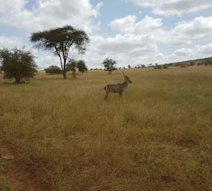 Erlebnisse und Wege der Safari