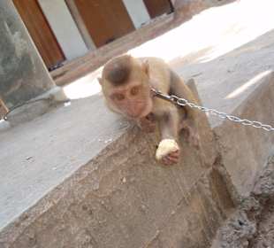 Monkey Theatre