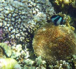 Schnorcheln Blue Bay