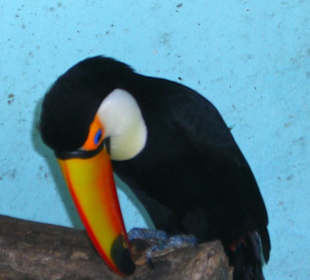 Tucano