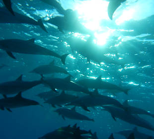 Delfinschwimmen Dolphin Island Marsa Alam	