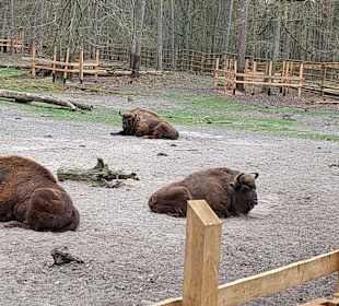 Bisonpark