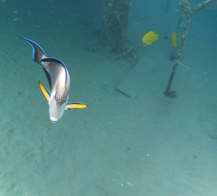 Schnorcheln Makadi Bay 