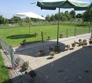 Straußenfarm Mhou Rülzheim