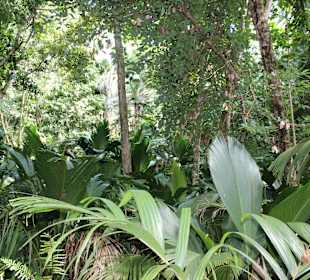 Wald im Naturpark Fond Ferdinand