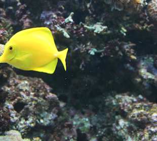 Ein "lachender" Fisch