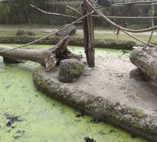 Südamerika Bereich - Capybara