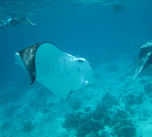 Snorkeling with Mantas 