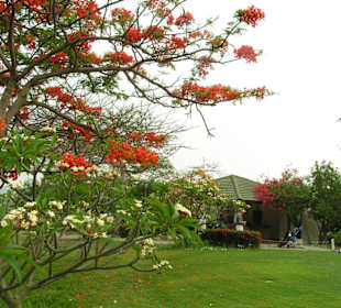 Palm Hills Golf Club