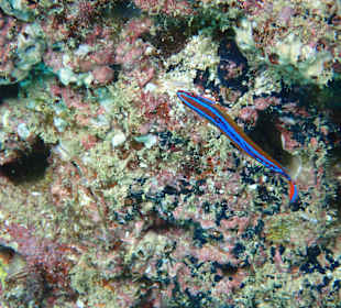 Unterwasserwelt Musandam