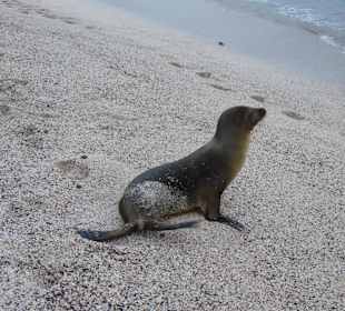 Viele Seelöwen teilweise mit Jungtieren