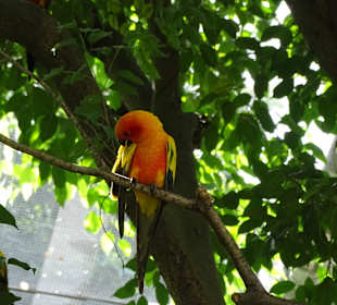 Jurong Bird Park Singapur