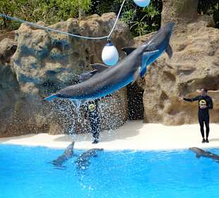 Arbeiten mit den Delfinen