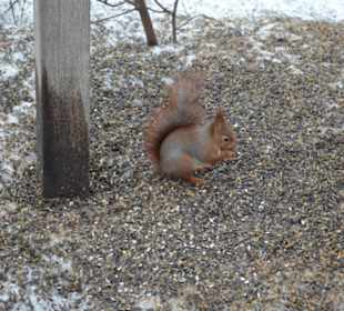 Freilichtmuseum Skansen