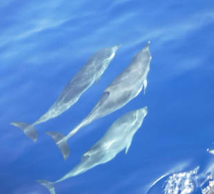Delfin Tour Puerto Rico