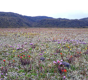Cotopaxi Nationalpark