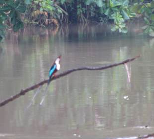Eisvogel