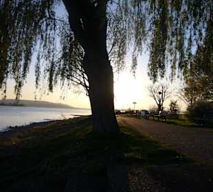 Abendstimmung im Allensbacher Seegarten