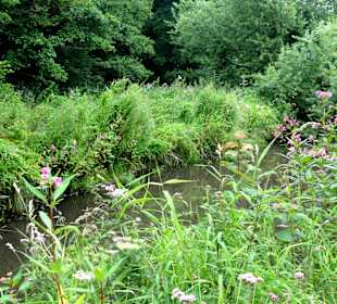 Spaziergang durch das Schönebecker Auetal