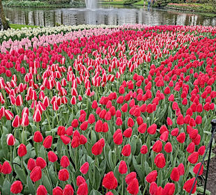 Und noch ein paar Tulpen mehr