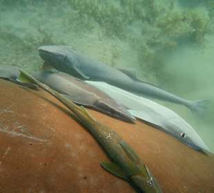 Schiffshalter Fische