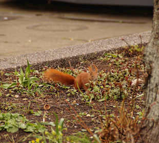 Anlage Planten un Blomen