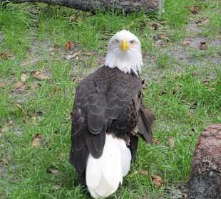 Seeadler