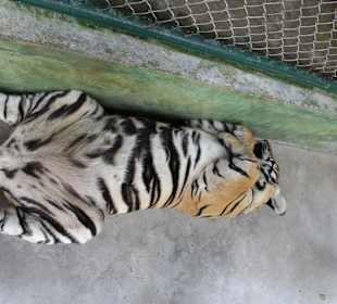 Śpiący tygrys Tiger Kingdom