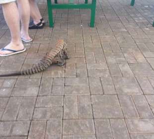 Wasserfälle von Iguazu. Ein Weltwunder