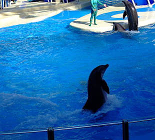 Sea World