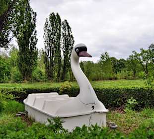 Schöner weißer Vogel 