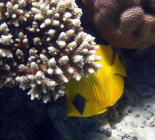 Fische in Sharm el Naga