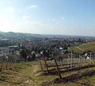 Oberkirch Weinwanderung Panorama