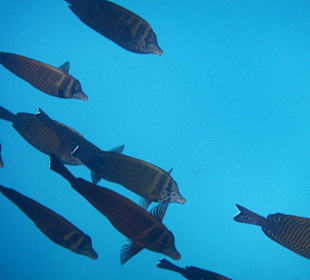 Indischer Segelflosser