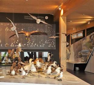 Fauna von Meer und Küste im Besucherzentrum