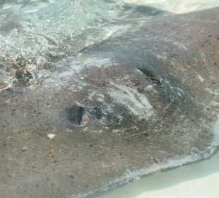 Isla Contoy Blick in die Rochenaugen