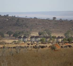 Büffelhorde vor der Salt Lick Lodge