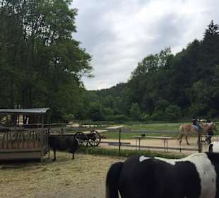 Pferdegehege und Ponyreiten