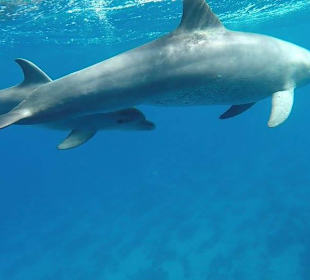 Delphinausflug