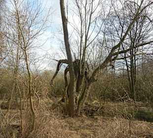 Naturschutzgebiet Boberger Niederung