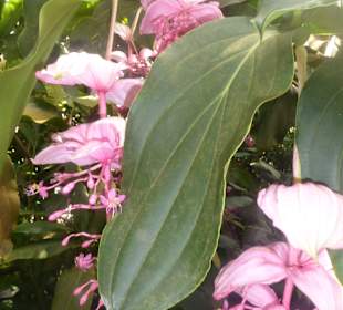 Botanischer Garten München