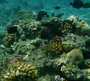 Einige Schnorchel Bilder am Strand