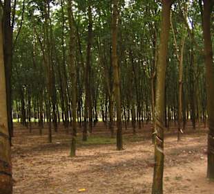 Kautschukbäume soweit das Auge reicht.