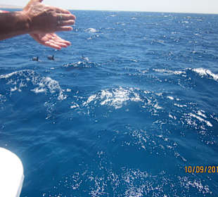 Delfin-Tour mit Susi