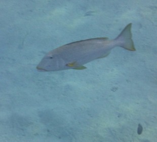 Schnorcheln Marsa Alam