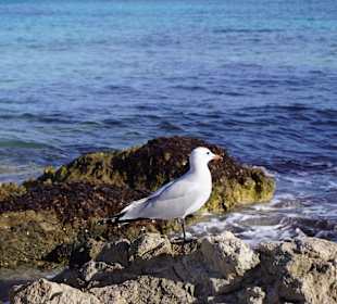 Wandern Cala Ratjada