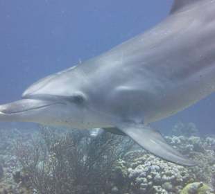 Einer von 3 Prachtkerlen am Hausriffin