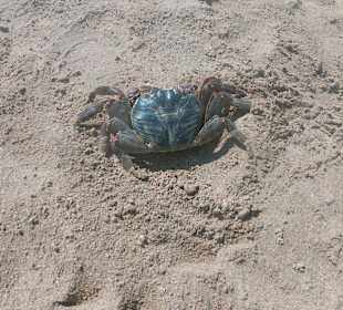 Schnorcheln Sahl Hasheesh