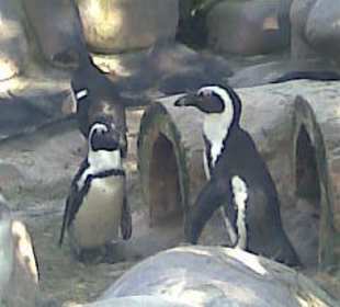 Pinguine