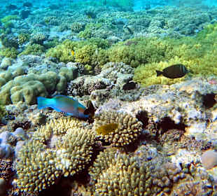 Hausriff Gorgonia